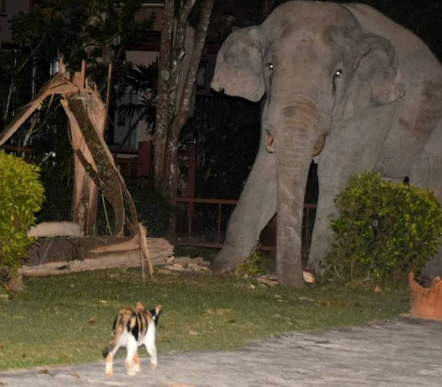 В Таиланде смелому коту удалось прогнать со двора наглого слона