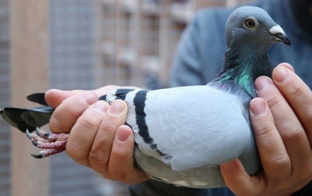 В Бельгии продали голубя за 1,6 миллионов евро (ФОТО)