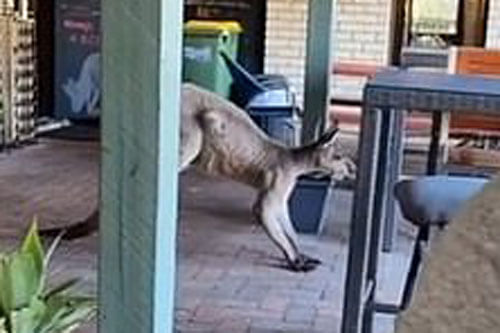 В Австралии кенгуру зашел в паб ради закуски