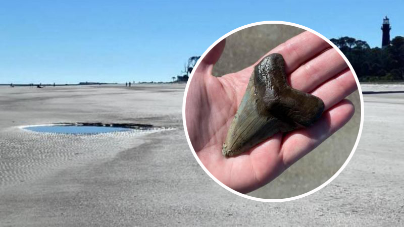 Пара американцев обнаружила зуб доисторического чудовища на пляже (ФОТО)