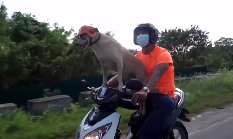 На Филиппинах огромной популярностью пользуется пес-мотоциклист