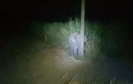 «Сохраняй спокойствие и ешь тростник»: в Таиланде слоненок нашел оригинальный способ спрятаться