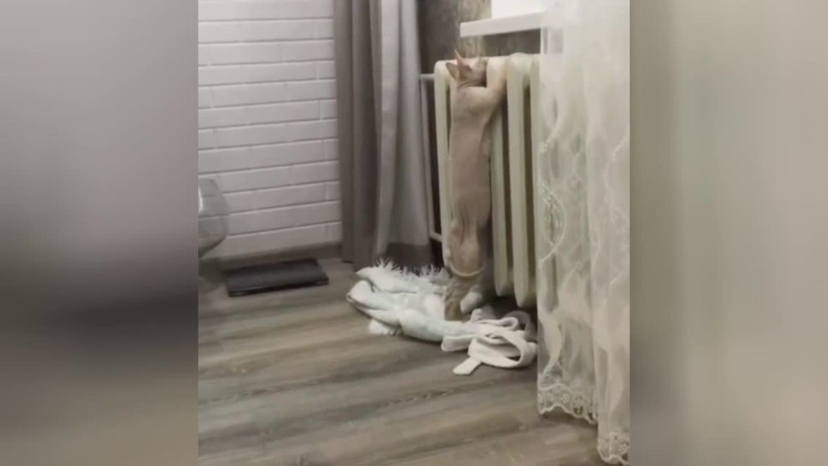 Замерзший котик вызвал сожаление у пользователей Сети