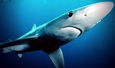 Ученым удалось снять на видео захватывающую атаку рыбы на акулу