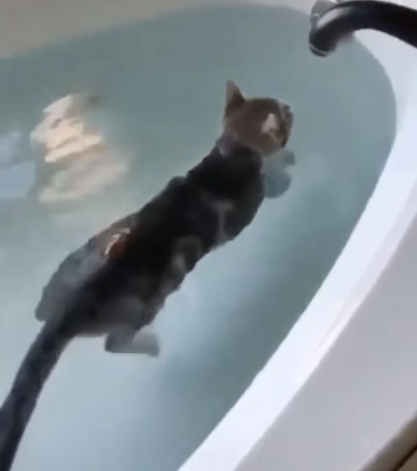«Это круто»: Смелая кошка, плавающая ванной, поразила зрителей