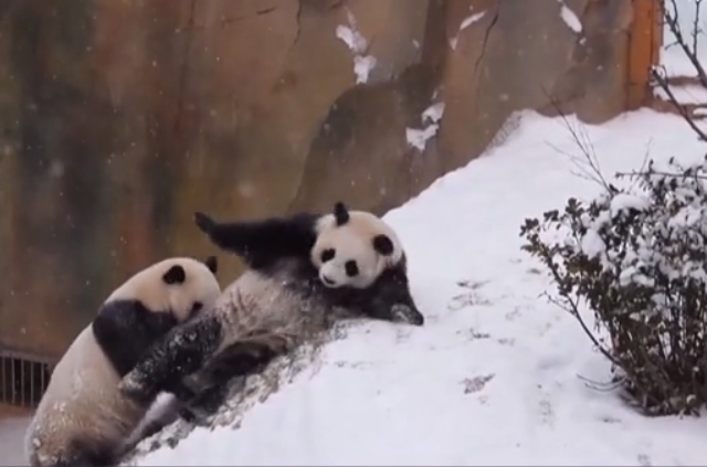 Забавные китайские панды веселились на снегу: появилось смешное видео