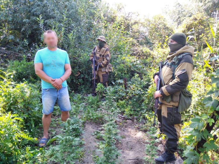 В Одесской области пограничники обнаружили плантацию конопли