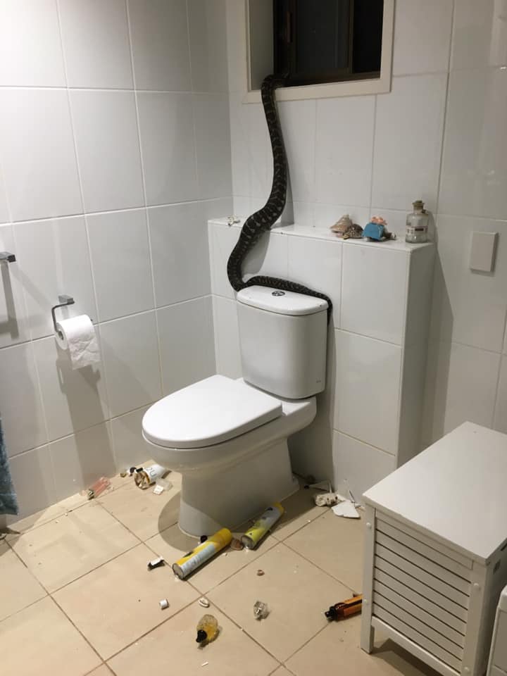 Питон устроил погром в ванной комнате частного дома в Австралии