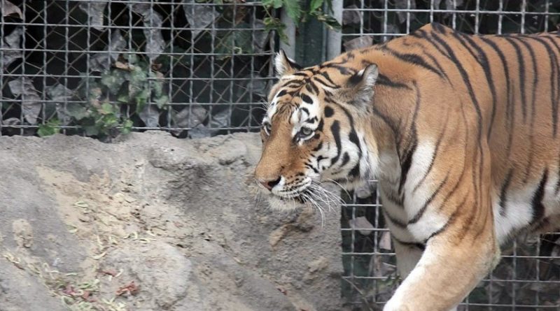 В Китае голодный тигр вцепился в дрессировщика во время представления в цирке