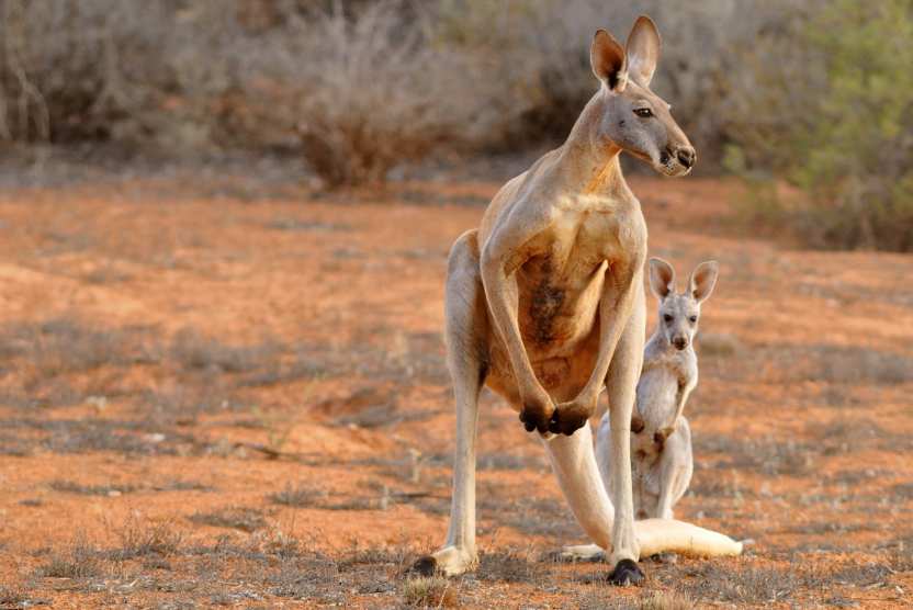 Ученые выяснили занимательный факт о кенгуру