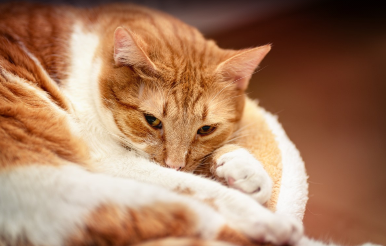 Ученые назвали причину аллергии у людей от кошек