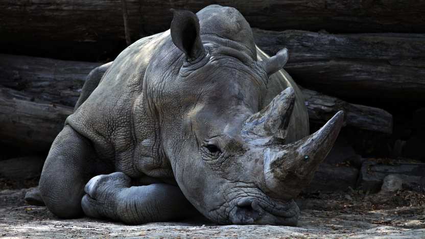 Ученые обнаружили в Сибири останки уникального носорога