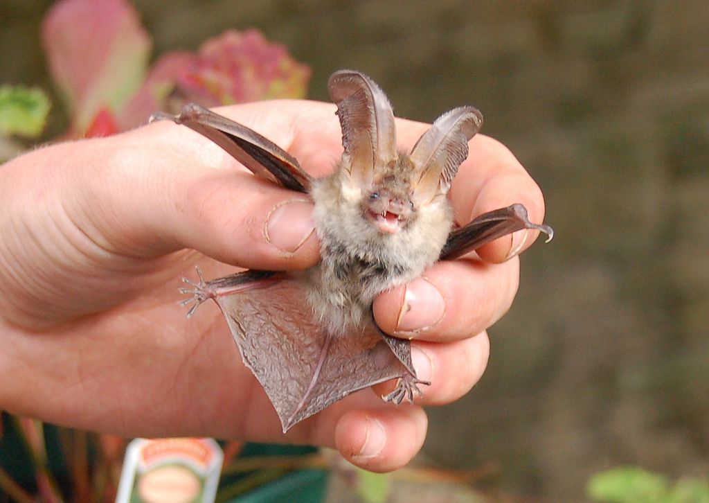 В Ивано-Франковске спасли колонию краснокнижных летучих мышей