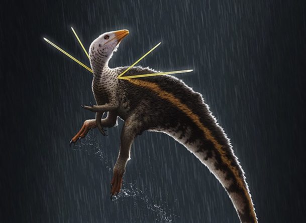 Найден новый вид динозавров: курица с меховой гривой