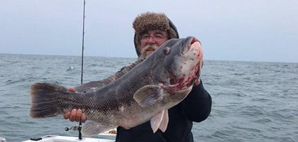 В США рыболов поймал гигантского губана-таутогу