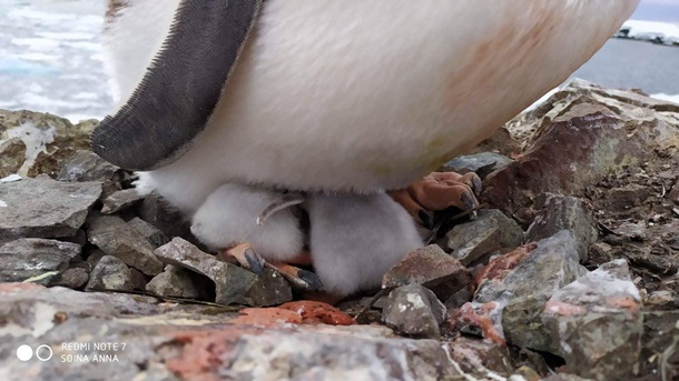 В Антарктиде возле украинской станции родились пингвины