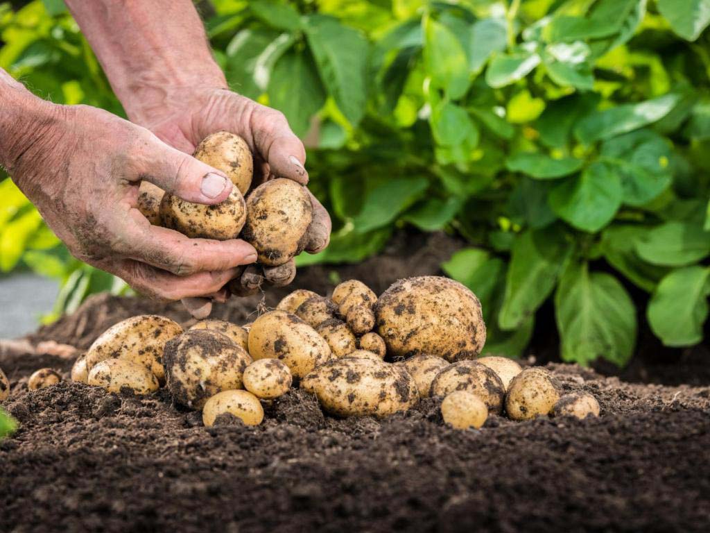 Диетологи назвали 8 полезных свойств картофеля