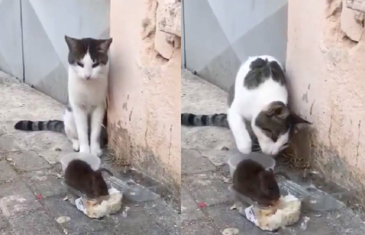 Наглая крыса дала сдачи коту возле его миски с кормом