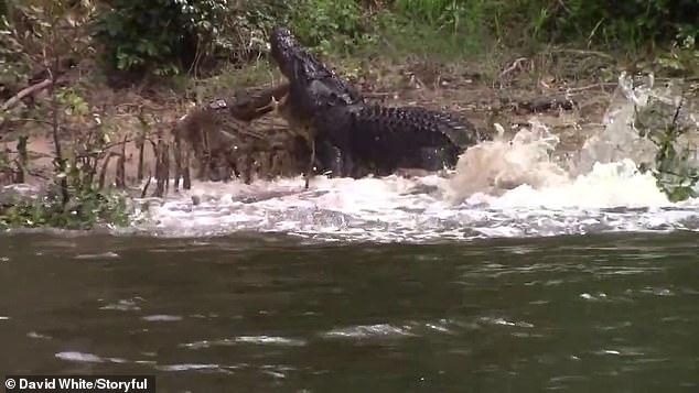 В Австралии крокодил в порыве ревности набросился на самку