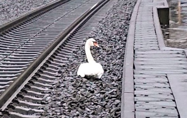 Лебедь в трауре задержал десятки поездов