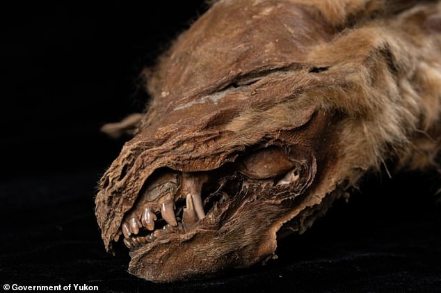 В Канаде нашли мумию волчонка возрастов в 57 тысяч лет