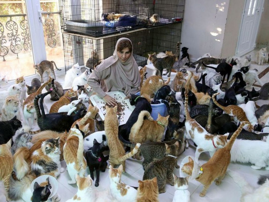 Женщина живет с 480 котами и 12 собаками