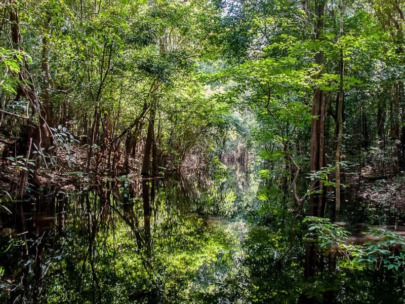 В джунглях Амазонки обнаружили скопление артефактов