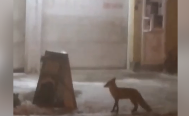 В Запорожье увидели «общение» лисы и собаки
