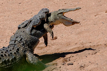 Огромный крокодил съел своего собрата на глазах у туристов