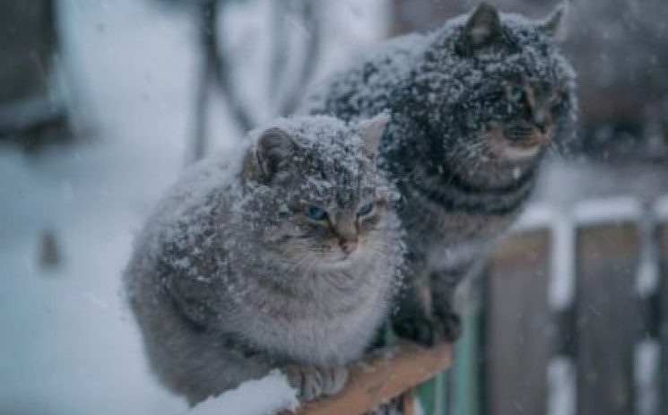 Синоптик: На выходных Украину накроет мокрый снег с дождем