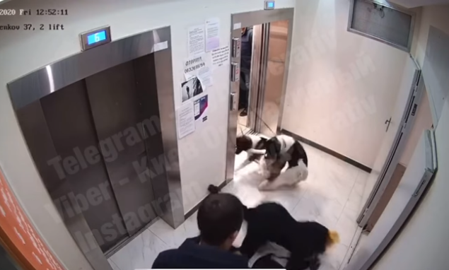 В Киеве собаки напали на мелкого пёсика и его хозяйку