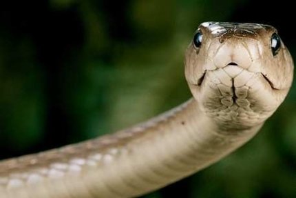 Ученые нашли универсальное противоядие от смертельных ядов змей