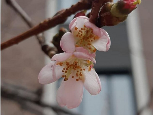В Мукачево начала цвести «бешеная сакура»
