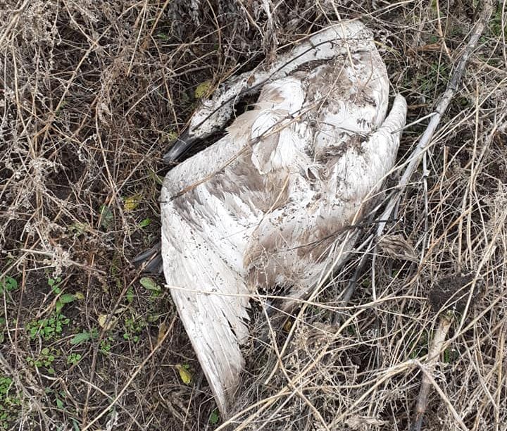 В Запорожской области обнаружили мешок с трупами животных