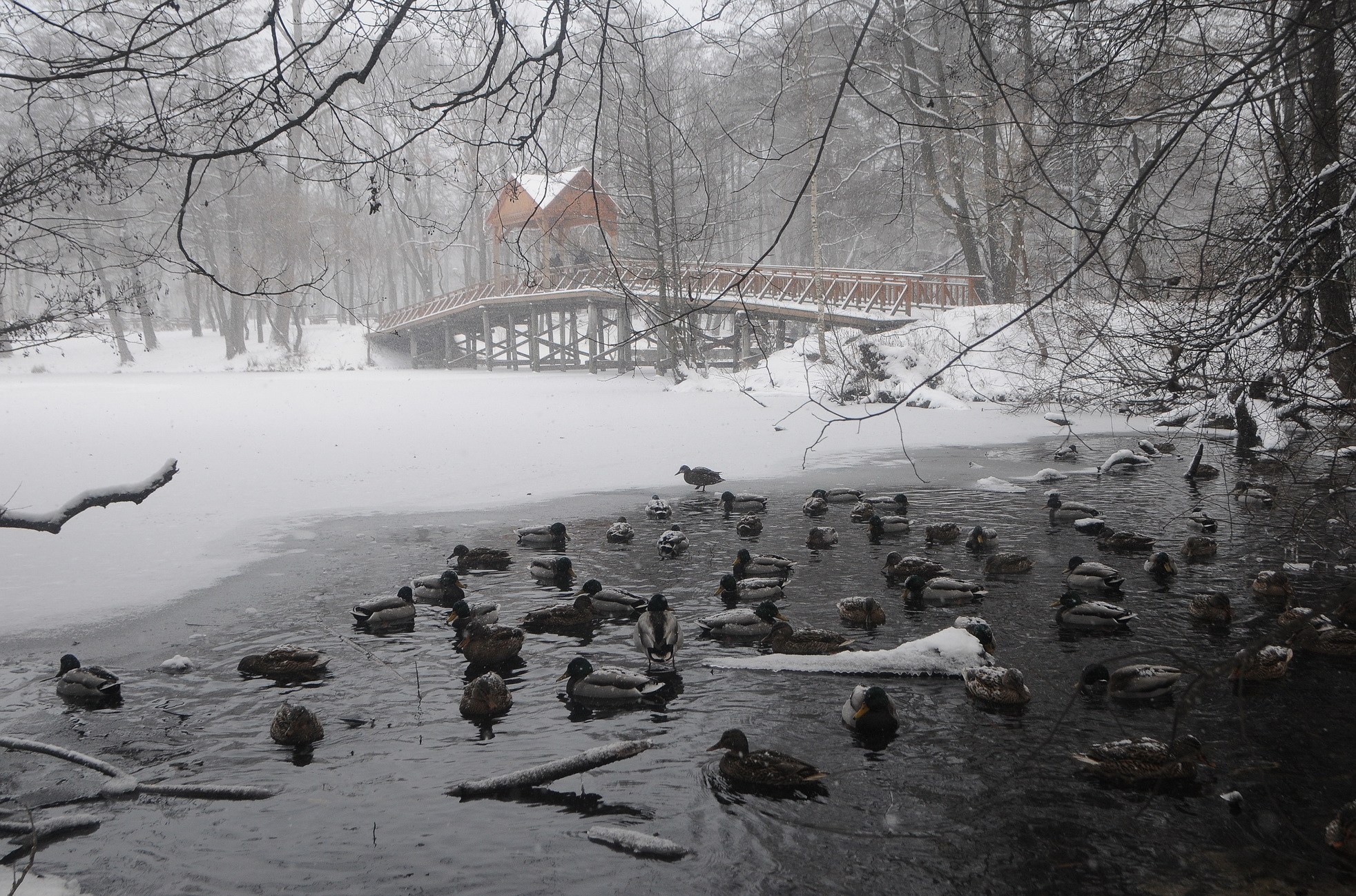 Зима в Пуще-Водице
