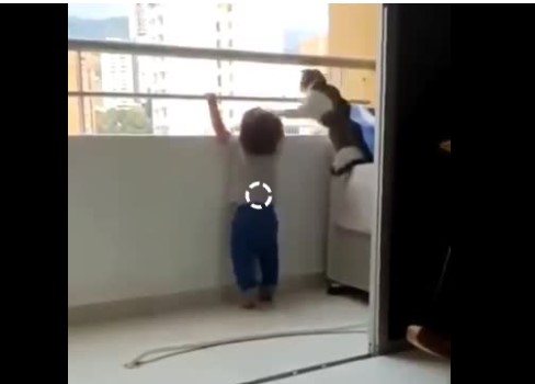 Кошка спасла ребенка, помешав ему перелезть через перила балкона