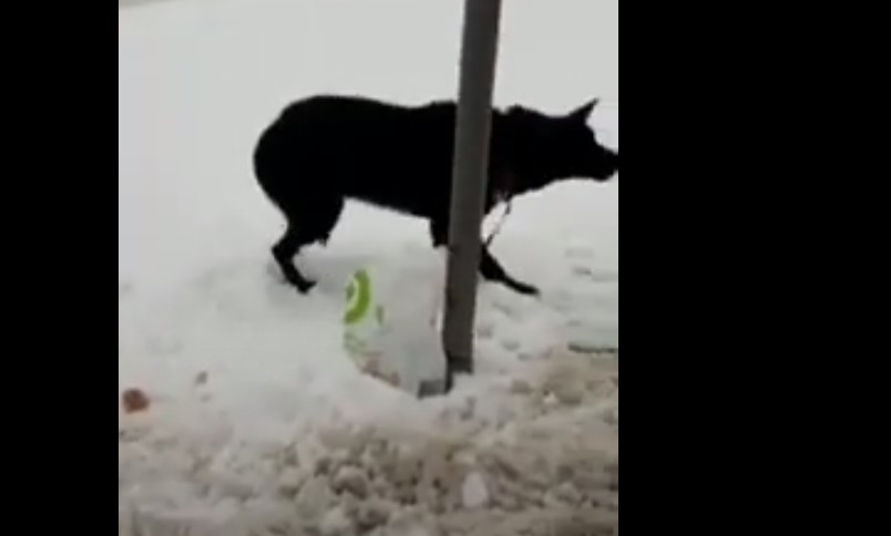 Во Львове собаку выбросили на лютый мороз умирать