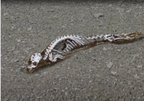 В Антарктиде обнаружен загадочный скелет