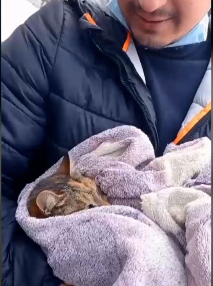 В Одессе спасли кошку, просидевшую трое суток на морозе на дереве