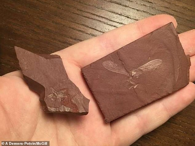 Ученые обнаружили насекомое возрастом в сто миллионов лет