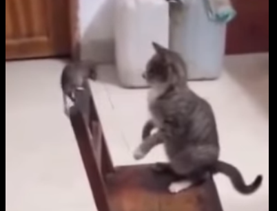 Кот дрался с крысой на стуле, но проиграл битву
