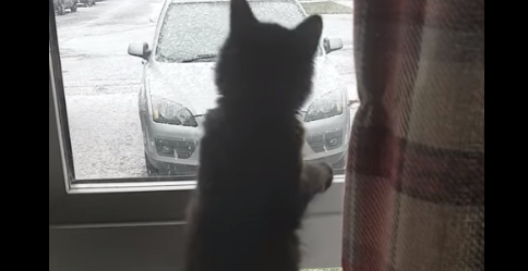 Котенок пытался поймать снежинки: забавное видео