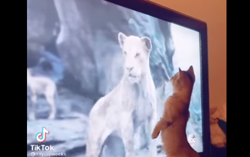 Котёнок испугался льва в телевизоре