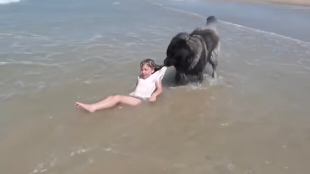 Пушистый пёс спас девочку, тонувшую в океане
