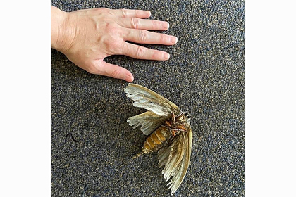 Жительница Австралии обнаружила огромнейшее насекомое