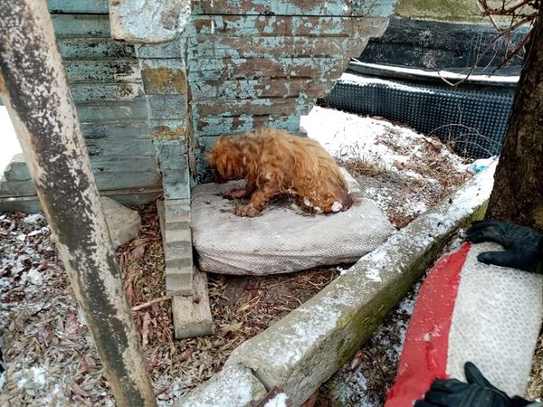 На Прикарпатье собака примерзла к ручью