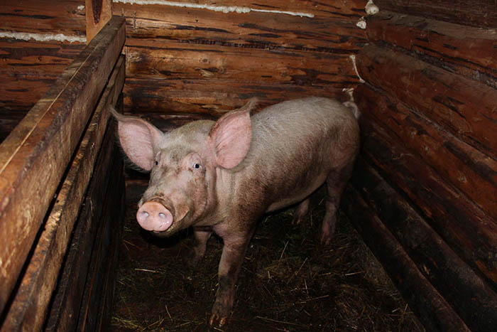 Из-за чумы свиней в нескольких громадах Полтавщины ввели карантин
