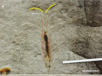 На Тайване нашли логово червя, жившего 20 миллионов лет назад