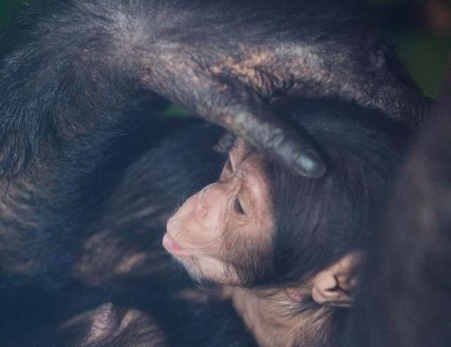 В харьковском зоопарке произошло пополнение в семье шимпанзе