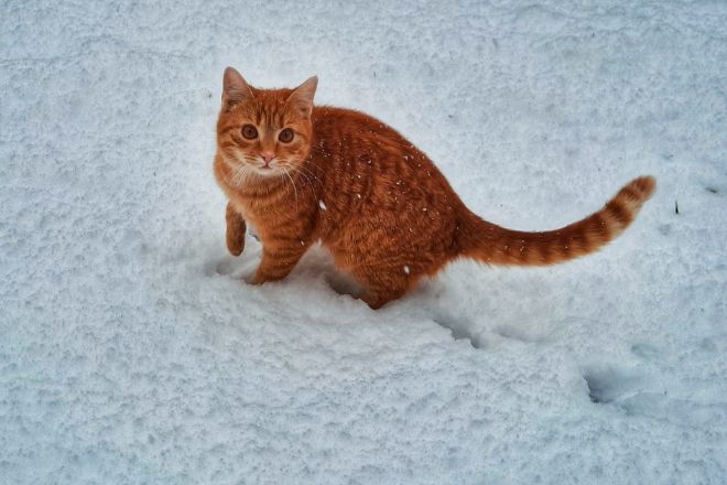 11 февраля в Украине ожидается снег, местами пройдут дожди